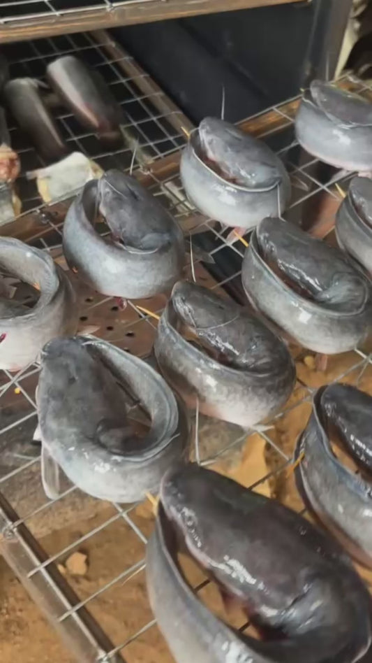 Akito Oven Dried Catfish